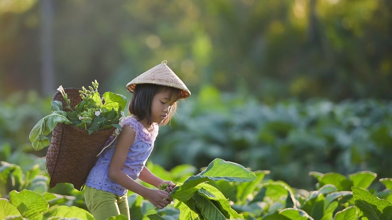 12-Year-Olds Can't Buy Tobacco, But They Can Pick It