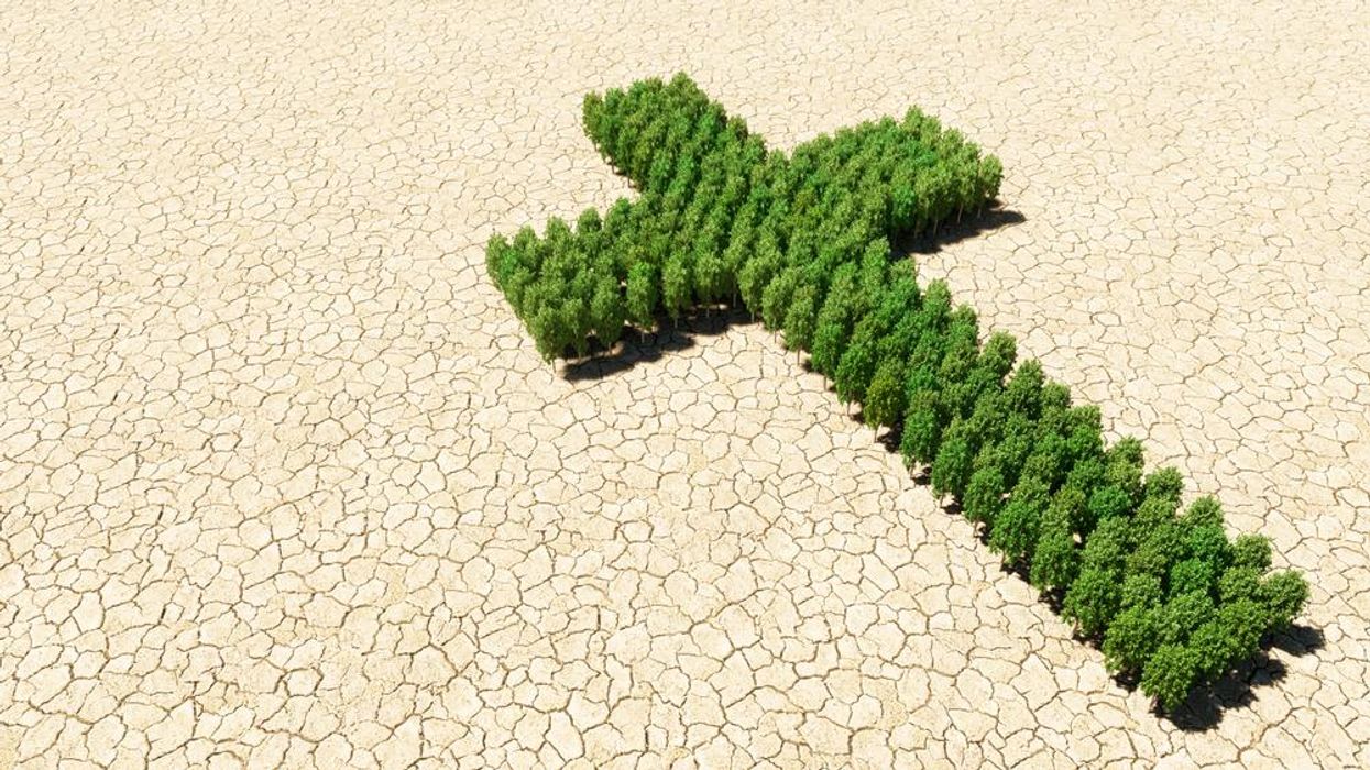 A group of trees in the shape of a crucifix