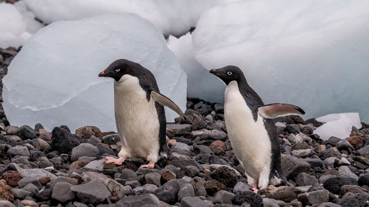 Adelie penguins