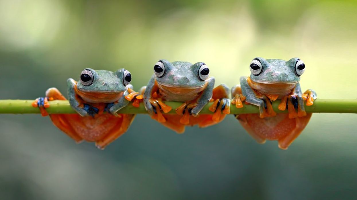 Amphibians Like Frogs and Salamanders Are Dying Rapidly as Temperatures Rise