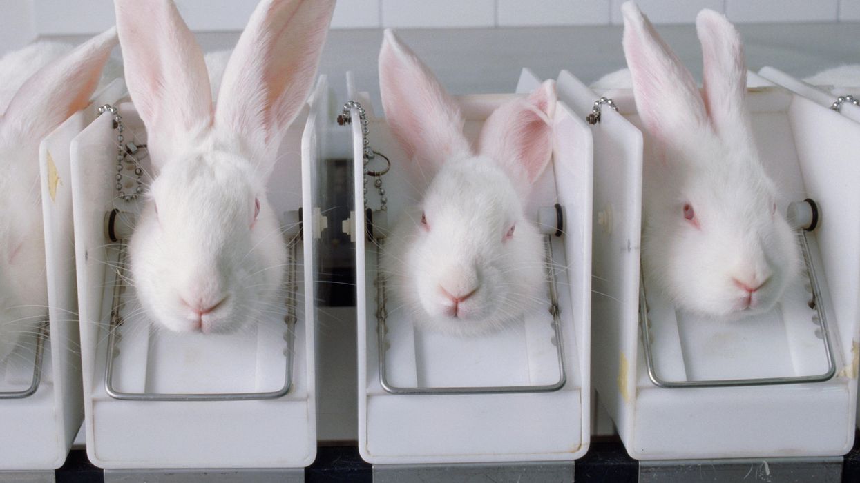 Animal testing