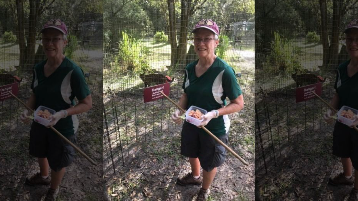 Volunteer Attacked By Tiger At Carole Baskin's Big Cat Rescue