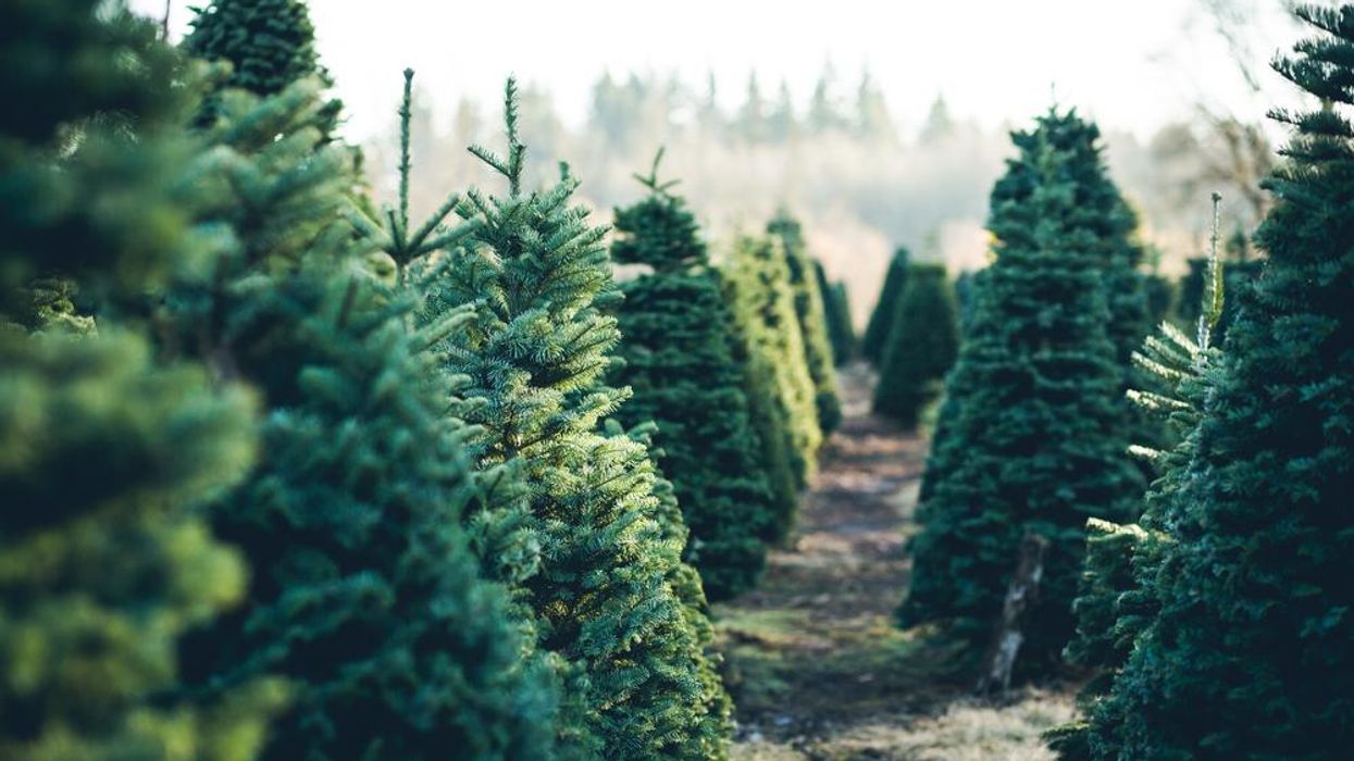 Christmas tree farm