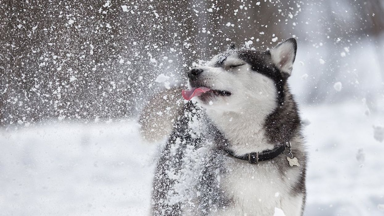 Dog snow