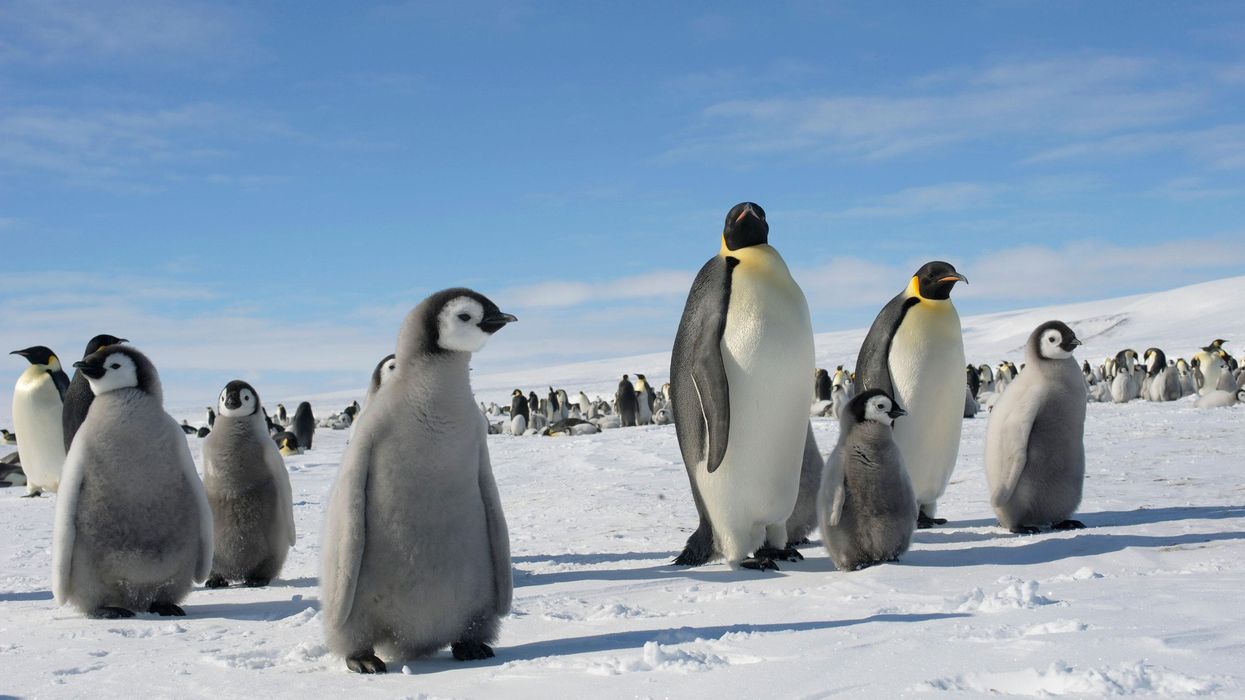 Emperor penguin chicks