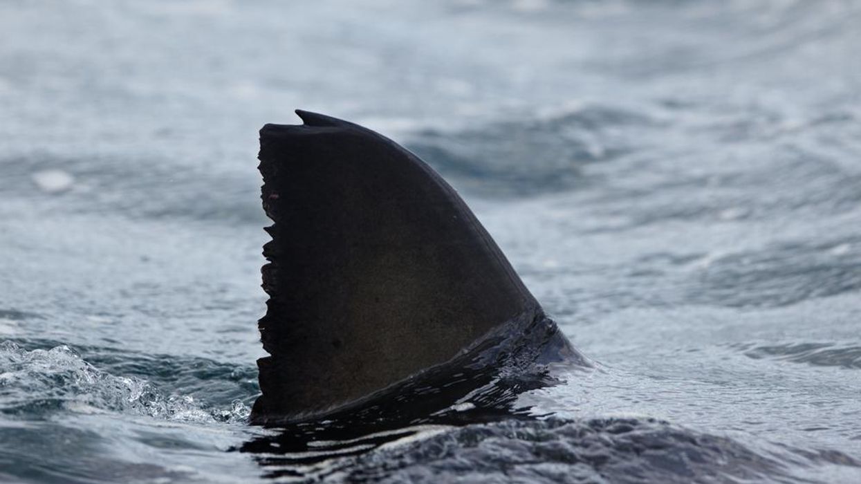 Great White shark fin above water