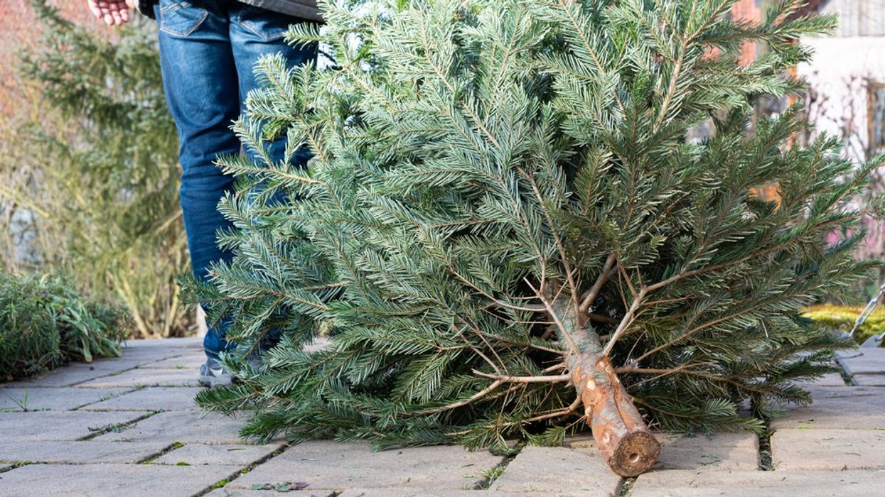Here Are Some Eco-Friendly Ways to Get Rid of Your Christmas Tree After the Holidays