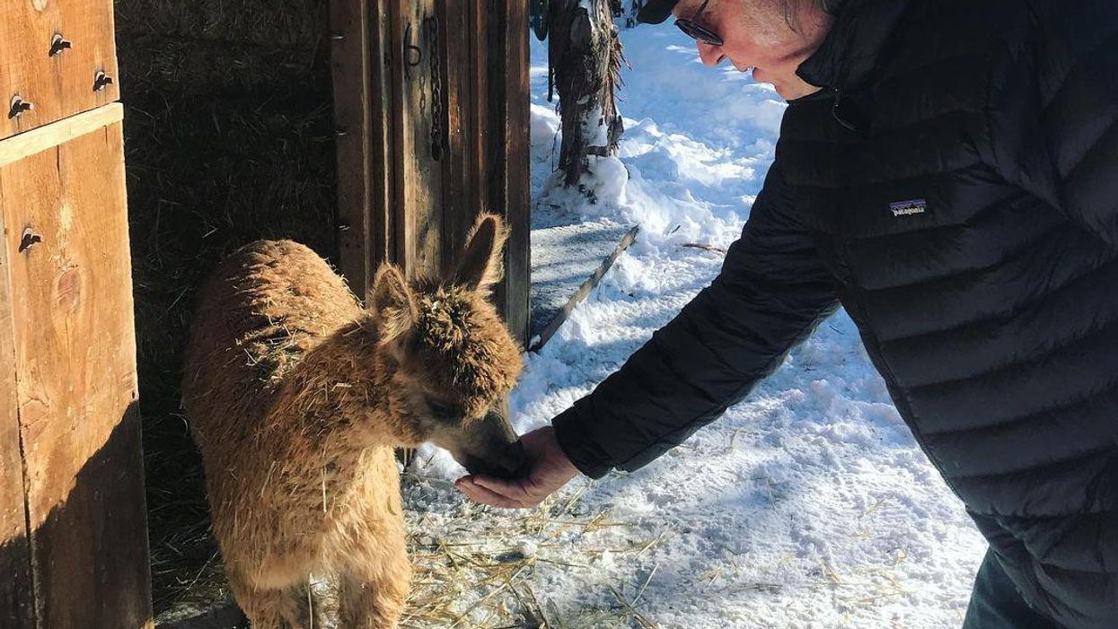 Neil Young Wants "Out" of Spotify After Joe Rogan's False Vaccine Claims