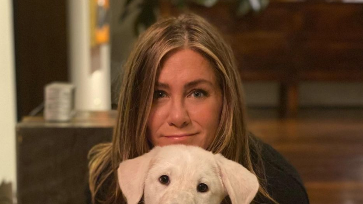 2020 The Year in Dogs: Celebs to the Rescue