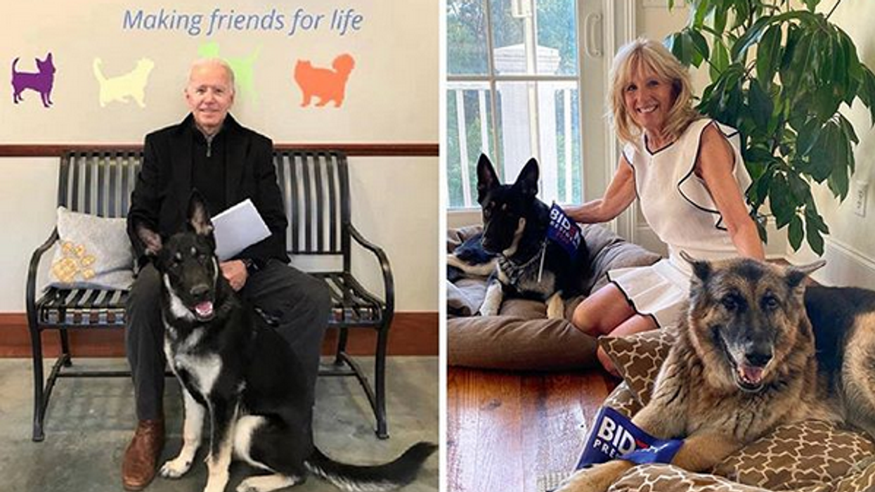 Meet Joe And Jill Biden's Two German Shepards