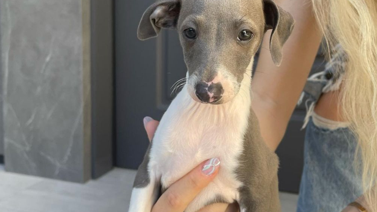 National Puppy Day With Our Fav Celebrity Pups