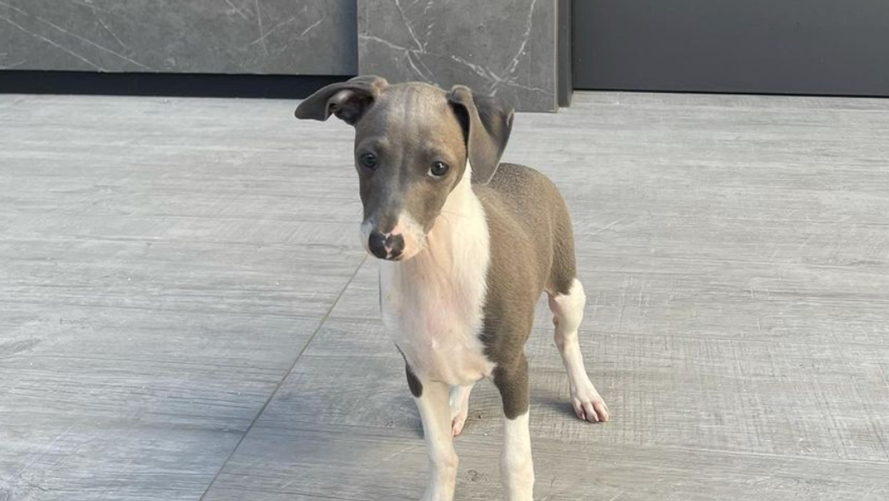 Kylie Jenner Welcomes A New Puppy