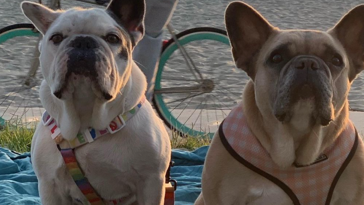 Lady Gaga's Dogs Rescued & Dog Walker Ryan Fischer Opens Up On Social Media