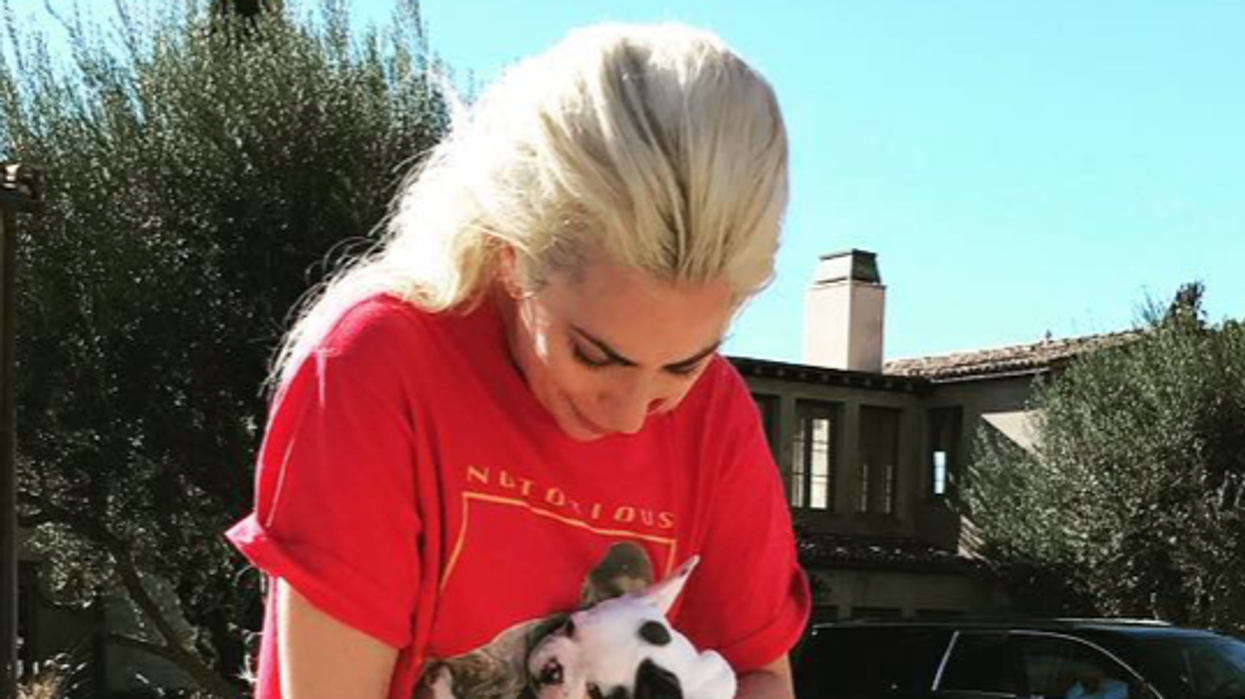 Lady Gaga's Dog Walker Shot, 2 French Bulldogs Confirmed Stolen