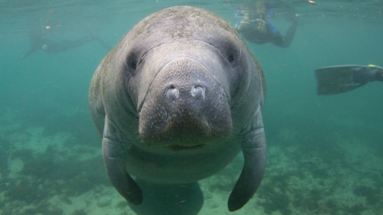 Nearly 2,000 Manatees Starved to Death