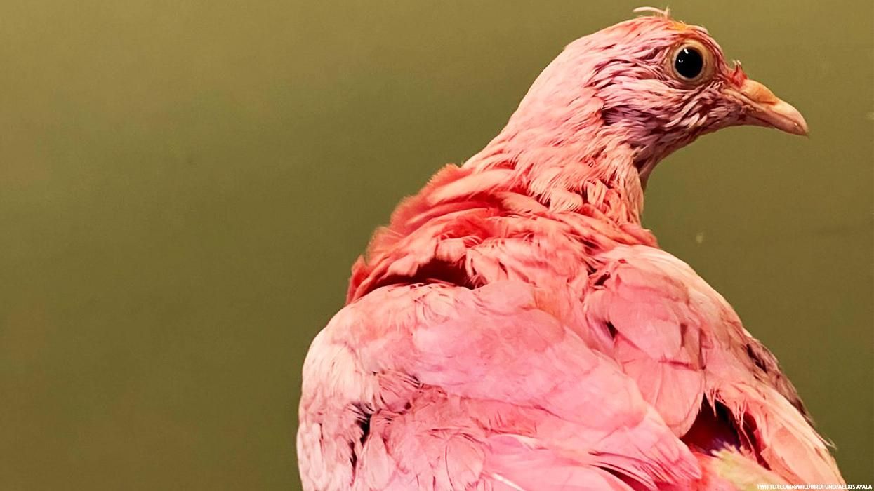 Pink pigeon Flamingo