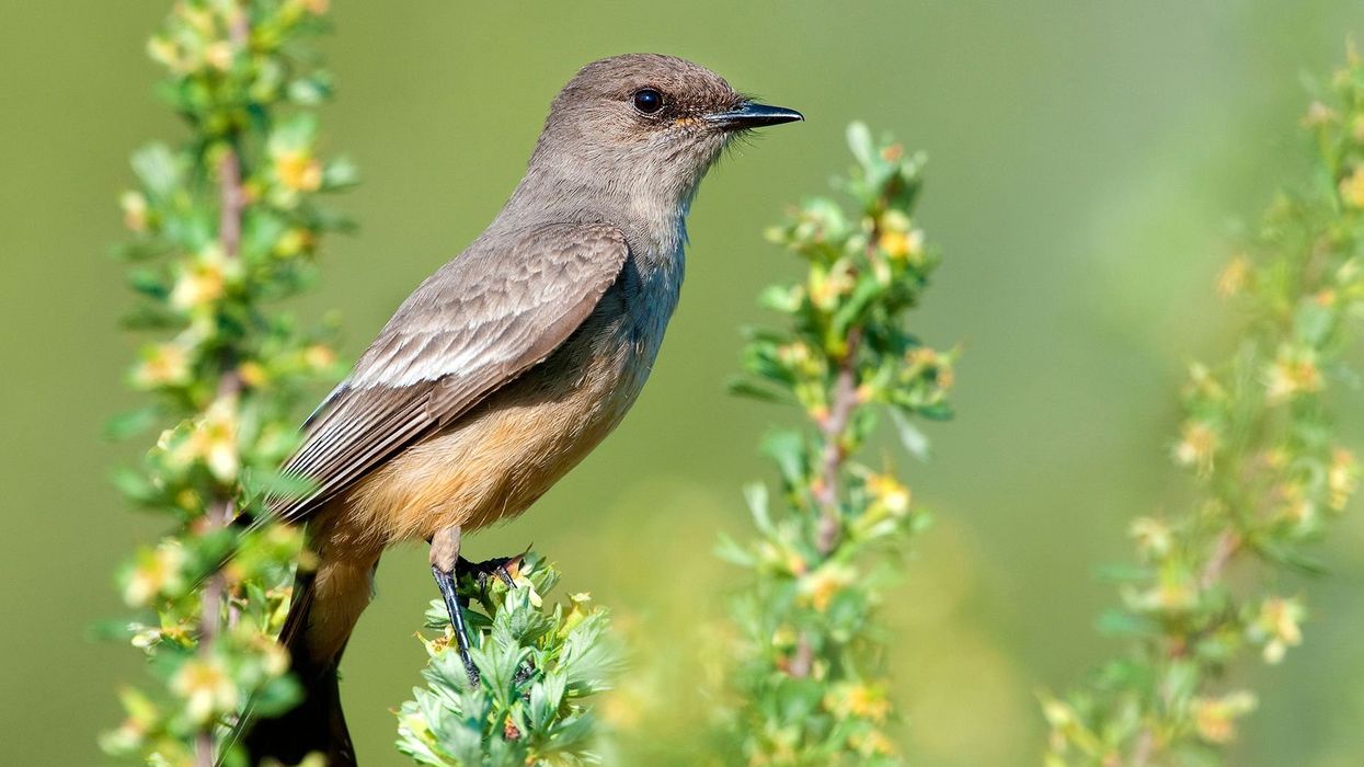 Nearly 80 Bird Species Names With Racist Roots Are About to Be Changed