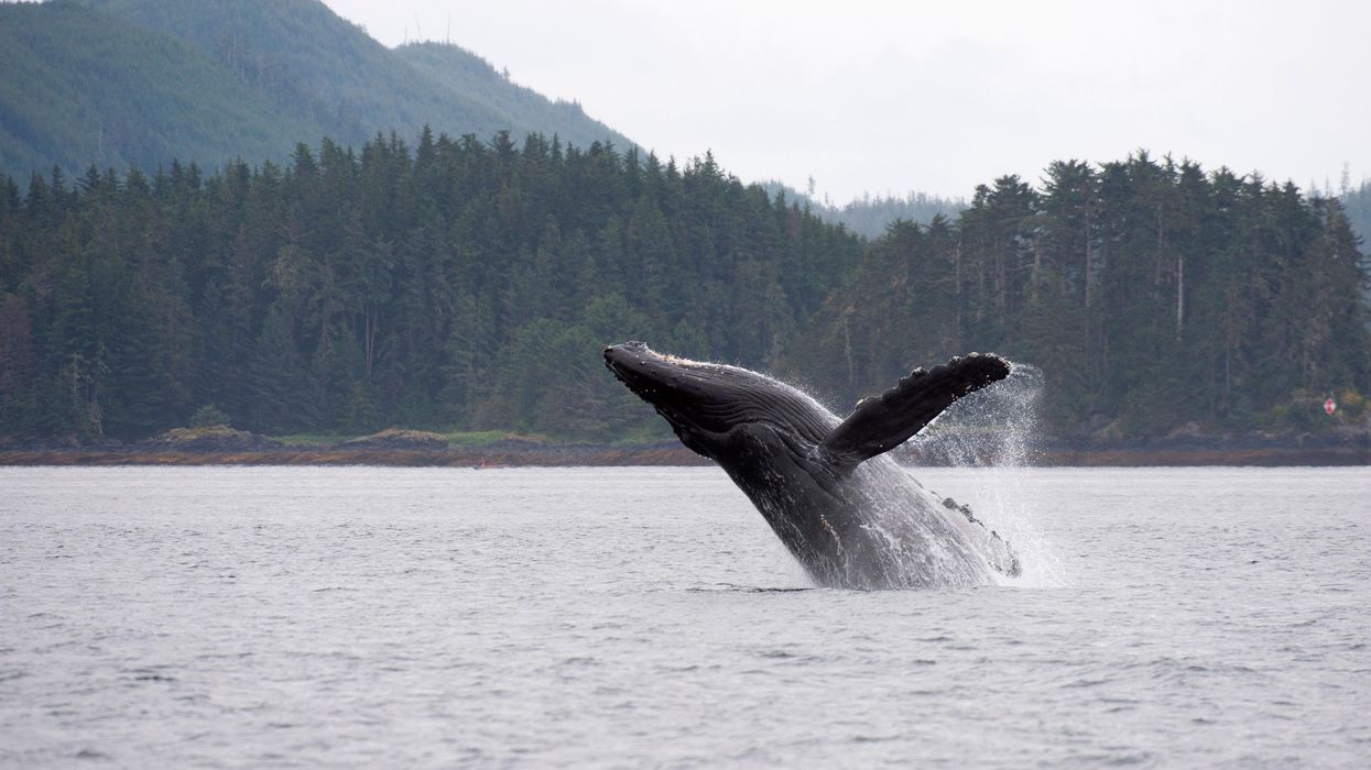 The enormous size of these marine mammals, which can reach 150 tons, means they can store carbon much more effectively than smaller animals.