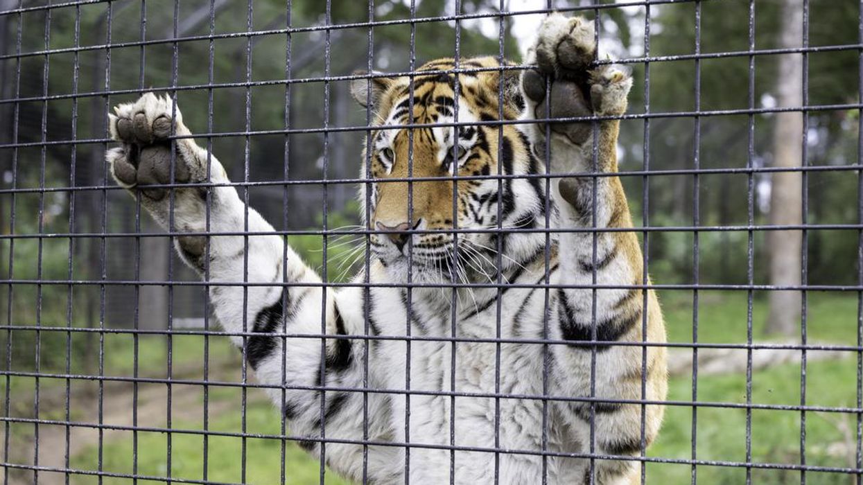 Tiger in cage
