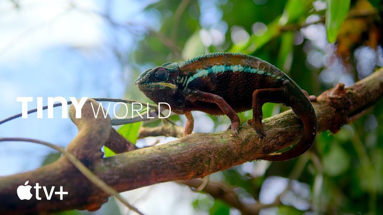 Exclusive: Explore Our Planet On Apple TV+'s 'Tiny World'