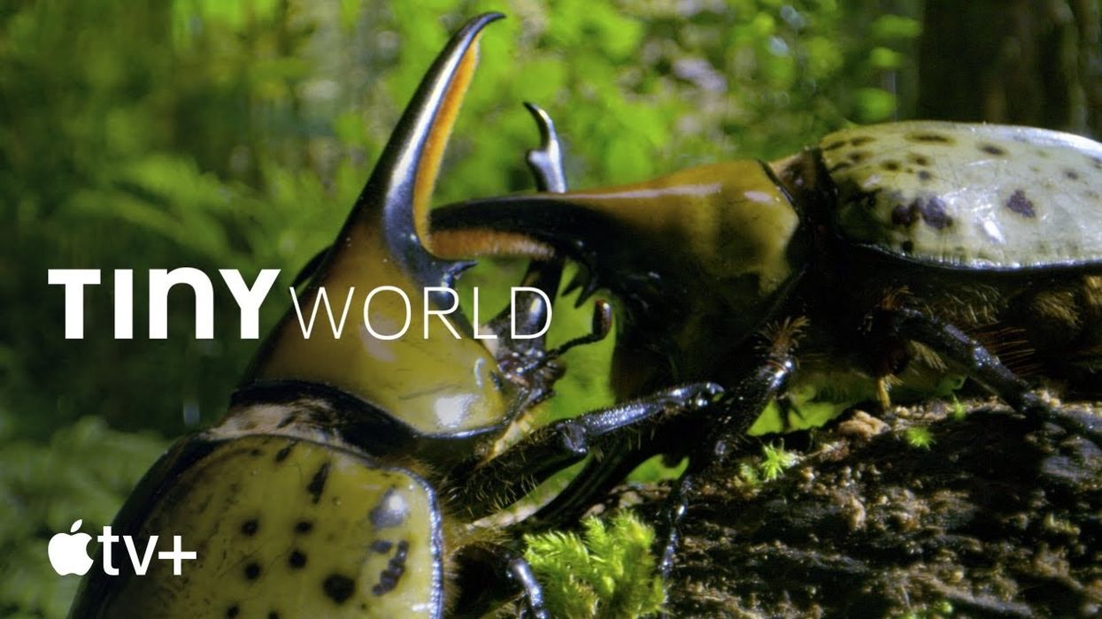 Exclusive Look: Paul Rudd (Ant-Man) Voices New Apple TV Series About Small Creatures