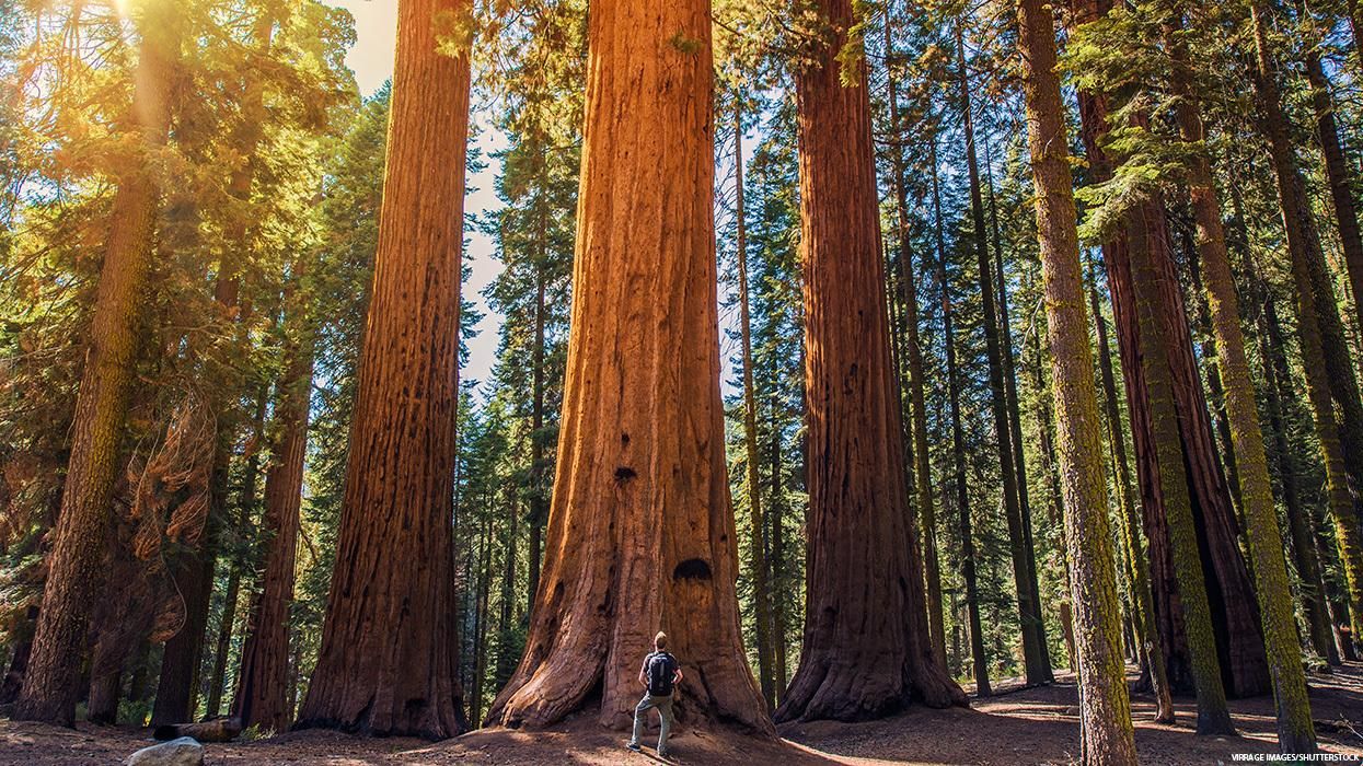 Trees of the Redwood forest in California