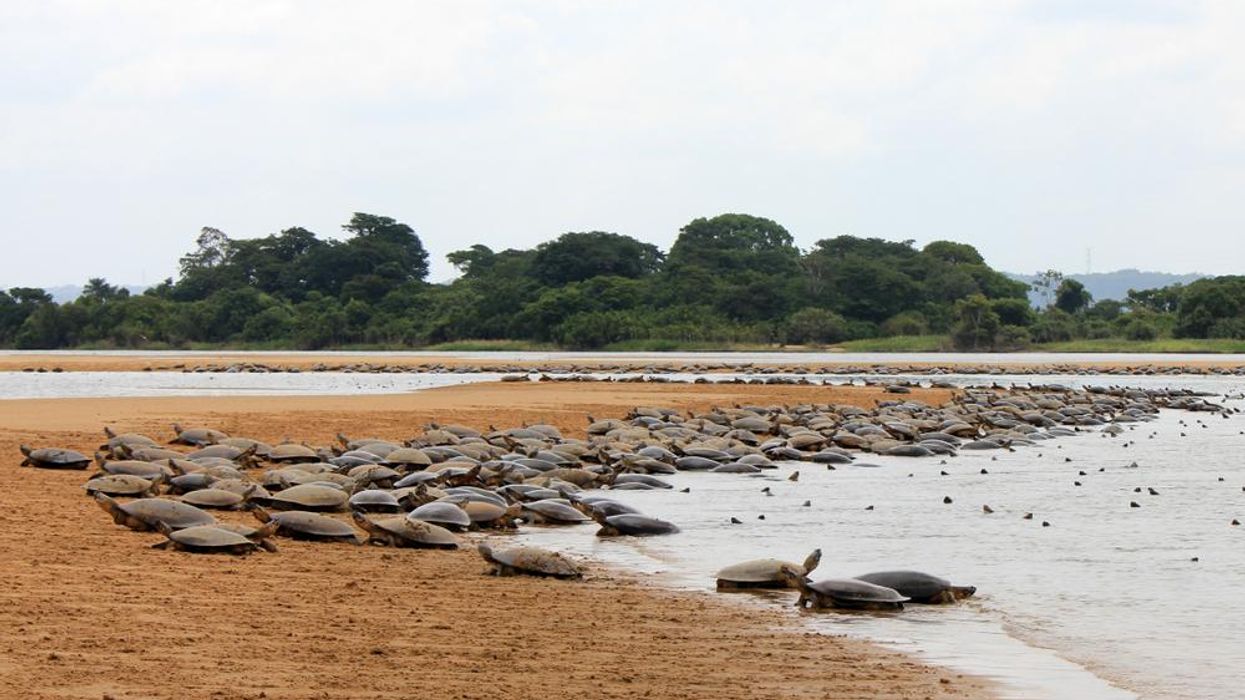 World's Largest Hatching of Baby Turtles in History