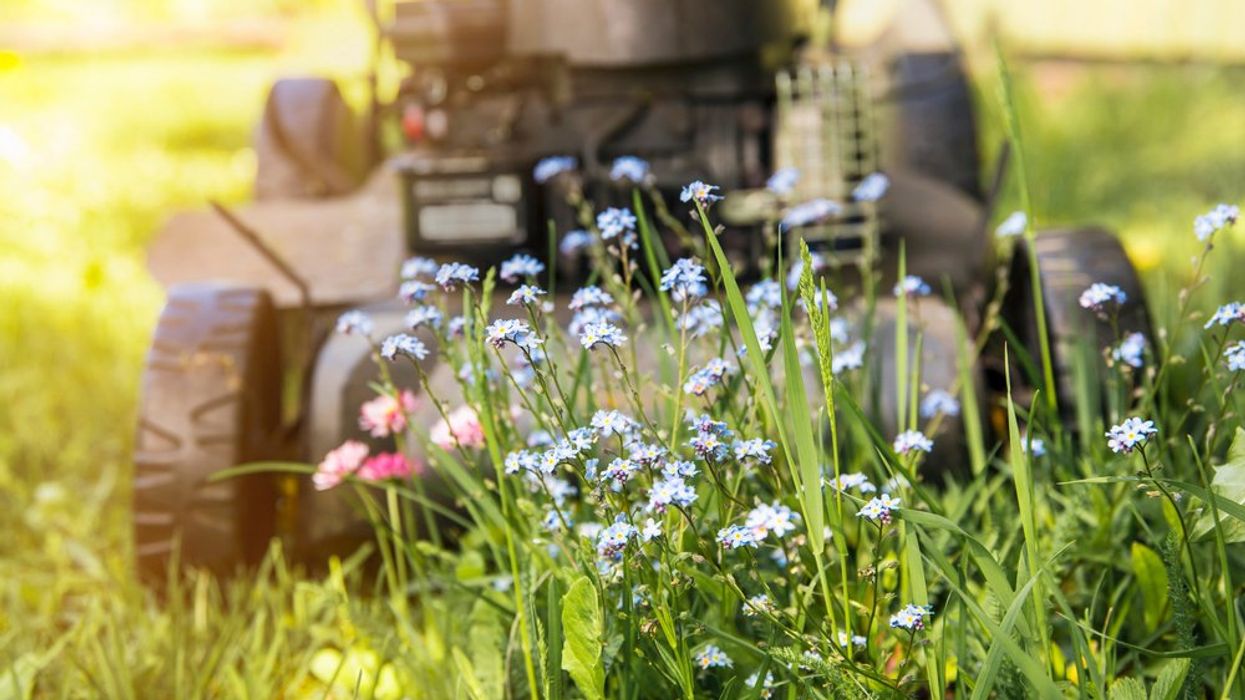 Why You Should Stop Mowing Your Lawn